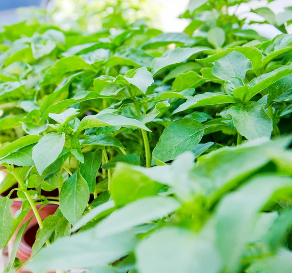 stock image View to the growing basil