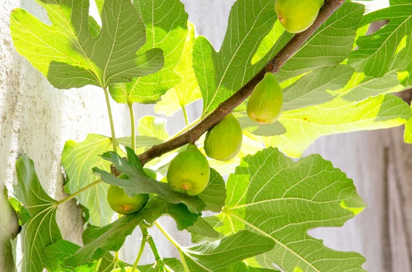 Fig tree branch with growing fruits — Stock Photo, Image
