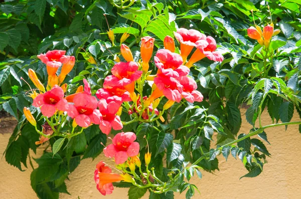 Campsis radicans - flor de trompeta naranja mediterránea — Foto de Stock