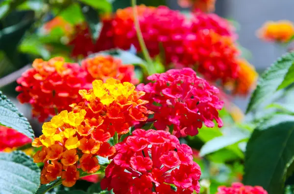 Světlé a svěží červené a oranžové lantana květiny — Stock fotografie