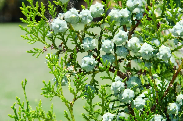 Green cypress tree with fresh cones — Stock Photo, Image