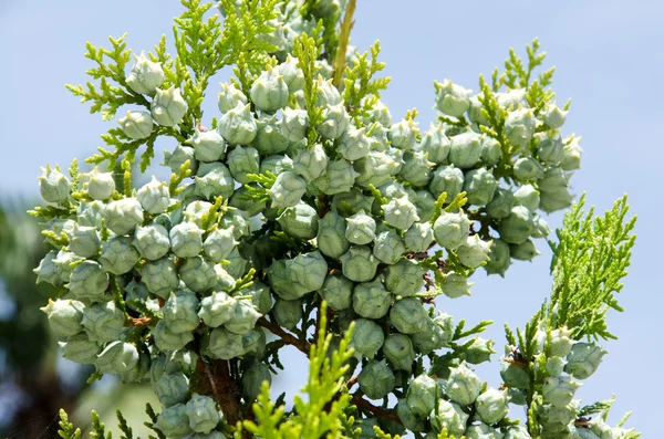 Gröna cypress träd med färska kottar — Stockfoto