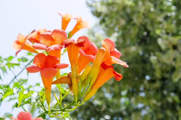 Campsis radicans - flor de trompeta naranja mediterránea — Foto de Stock