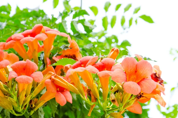 Campsis radicans - flor de trompeta naranja mediterránea — Foto de Stock