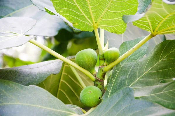 Feigenbaumzweig mit wachsenden Früchten — Stockfoto