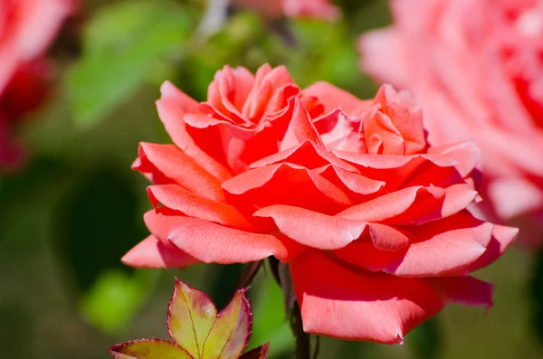 Grupo de rosas rosadas frescas a la vanguardia —  Fotos de Stock