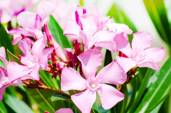 Flores de adelfa rosa brillante — Foto de Stock