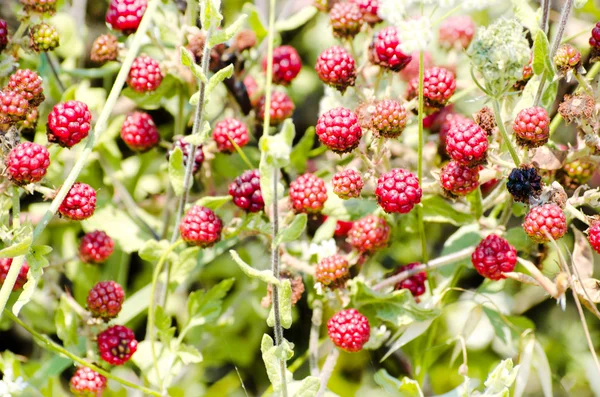 Branch with pink blackberries — Stock Photo, Image