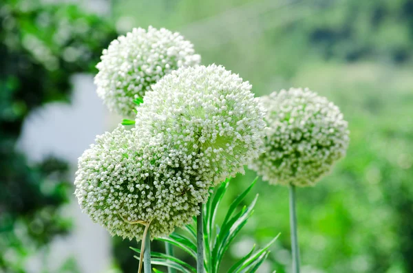 Group of white onion flowers — Stock Photo, Image
