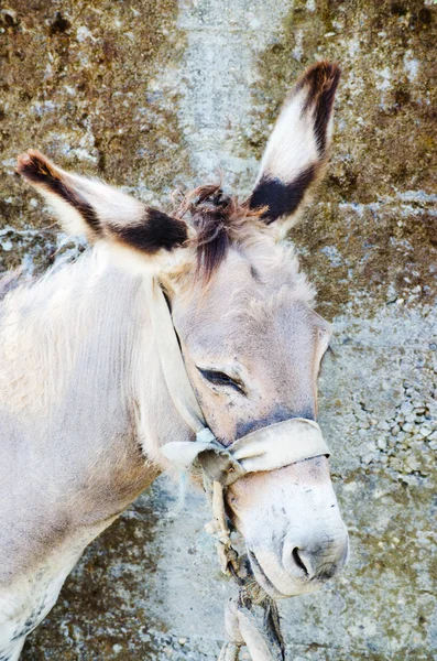 Cabeza de burro — Foto de Stock