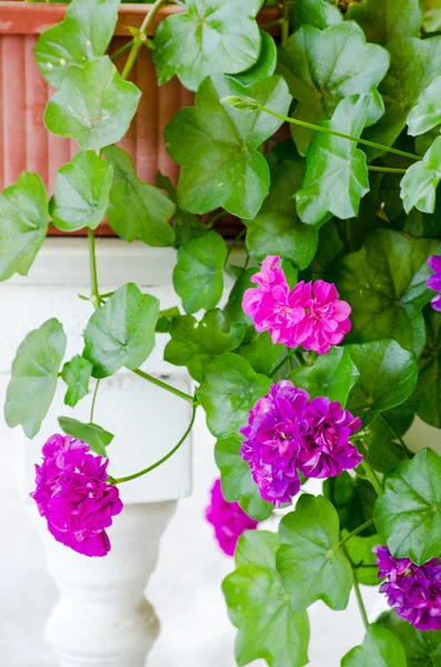 Fiori di geranio rosa in piedi sulla balaustra bianca — Foto Stock