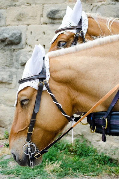 Dois cavalos aproveitados em uma carruagem — Fotografia de Stock