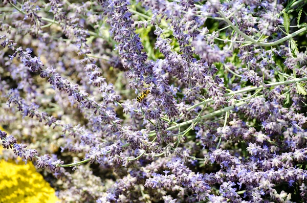 Λεβάντα πεδίο με μέλισσες — Φωτογραφία Αρχείου