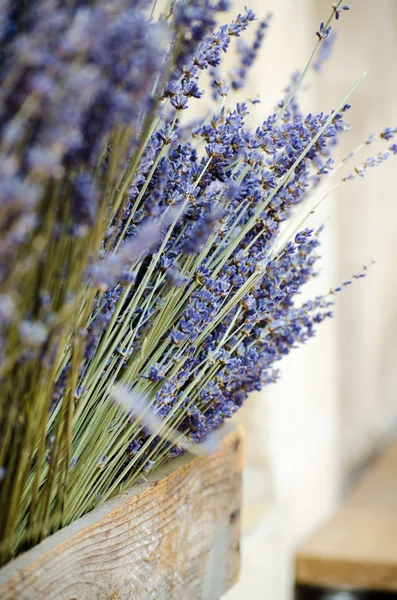Violet dry lavender flowers — Stock Photo, Image