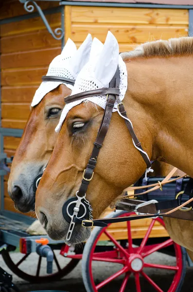 Dos caballos enganchados en un carro — Foto de Stock