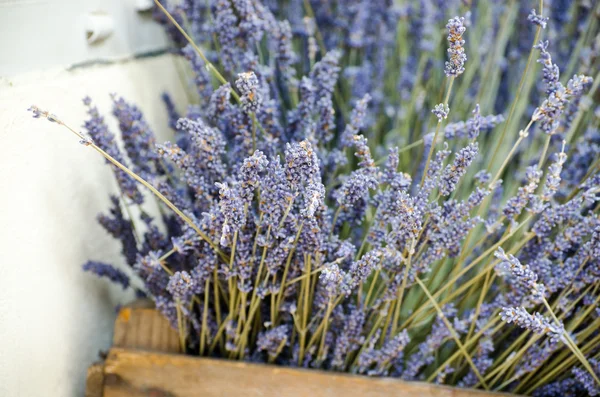 Violet dry lavender — Stock Photo, Image