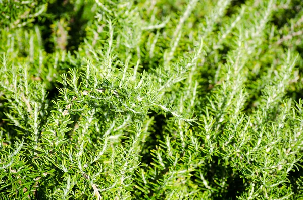 Ароматические травы - розмарин в поле — стоковое фото
