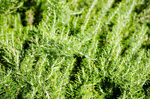 Aromatiska örter - rosmarin i fältet — Stockfoto