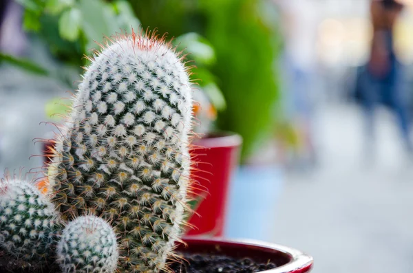 Cactus groeit in heldere keramische pot — Stockfoto