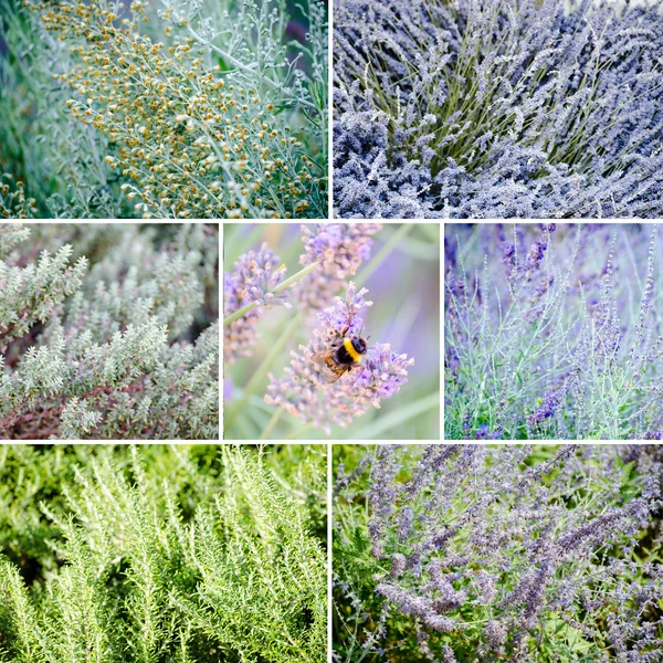 Conjunto de plantas aromáticas y hierbas — Foto de Stock