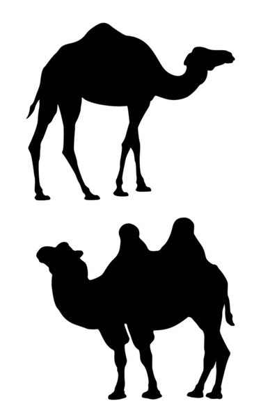 Dois camelos em um fundo branco —  Vetores de Stock