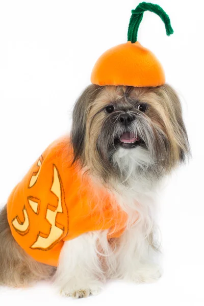 Dog in a Pumpkin Suit — Stock Photo, Image