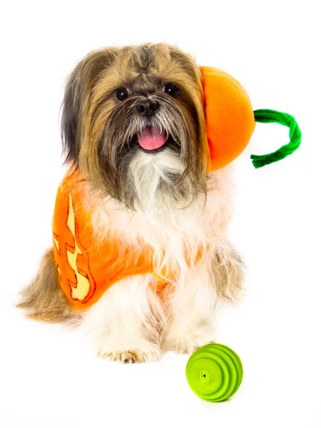köpek bir balkabağı kostümü