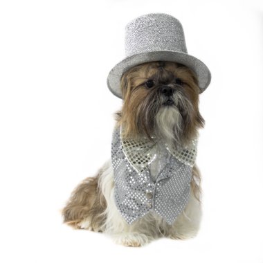 Gümüş bir kostüm partisi köpek