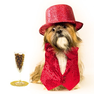 parti köpek gözlerini kokteyl köpek maması