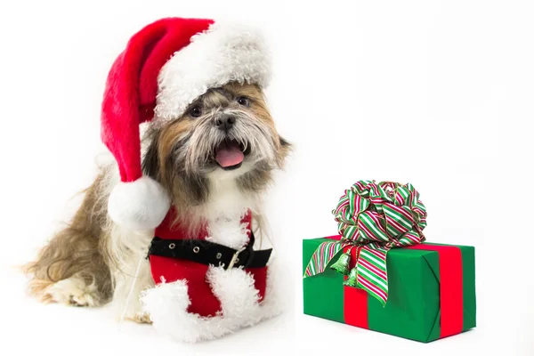 Doggy Santa avec un cadeau — Photo