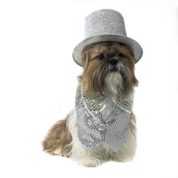 Strony psa w stroju srebrny — Zdjęcie stockowe