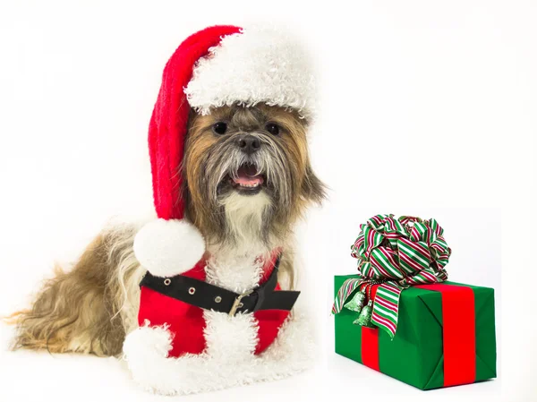 Santa Dog avec un cadeau — Photo