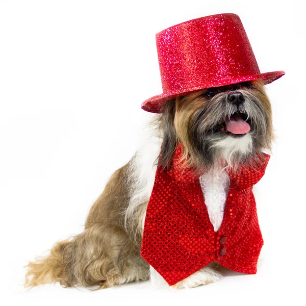 Chien en costume de fête rouge — Photo