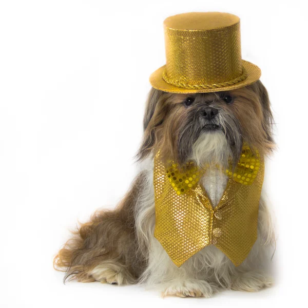 Shih tzu in een gouden fancy kostuum — Stockfoto