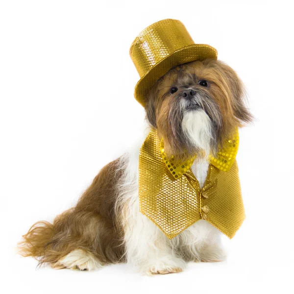 Chien dans une tenue de fête en or — Photo