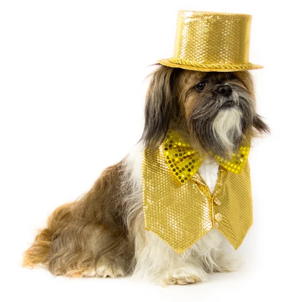 Hond in een gouden partij kostuum — Stockfoto