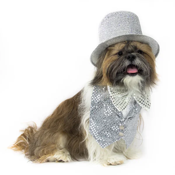Hond in een zilveren partij outfit Stockfoto