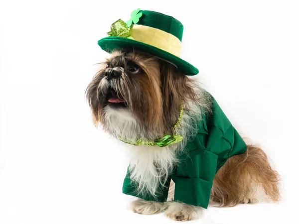 St Patrick'ın gün köpek — Stok fotoğraf