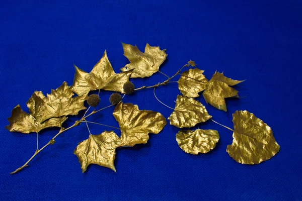 Gold Leaves on Blue — Stock Photo, Image