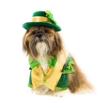 Shih Tzu St Patrick's Day kutluyor