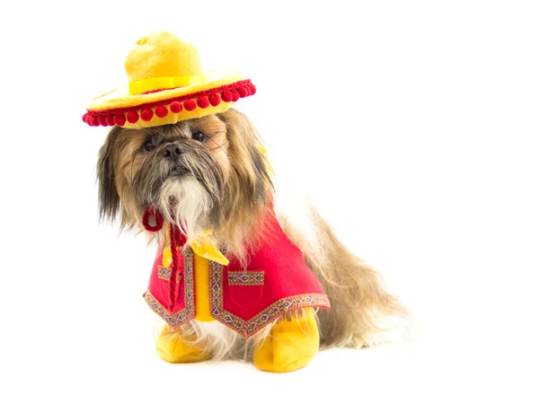 Gaucho σκυλί — Φωτογραφία Αρχείου