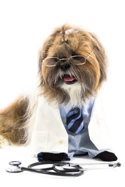 Bir doktor olarak köpek — Stok fotoğraf
