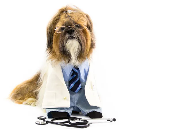 Doctor perro — Foto de Stock