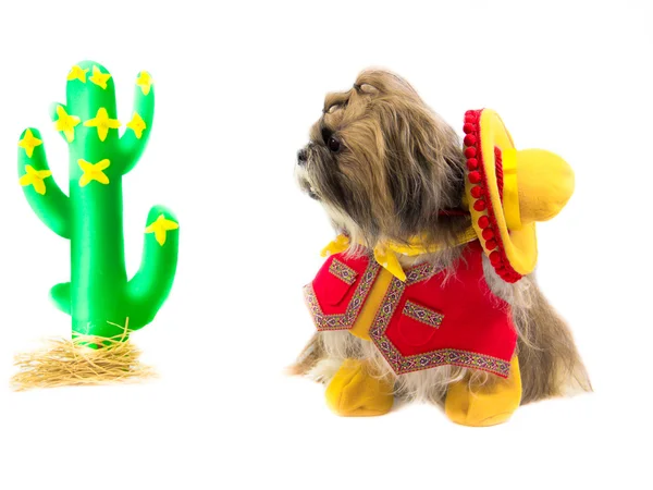 kovboy köpek