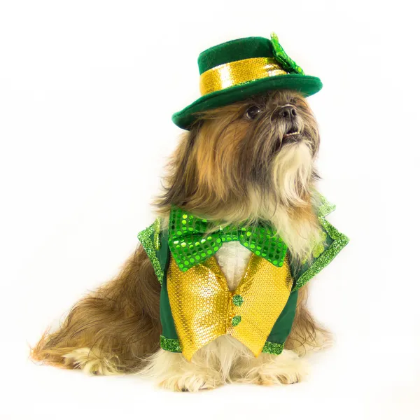 St. Patrick de dag hond — Stockfoto