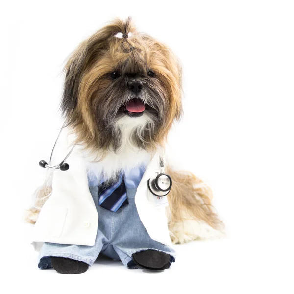 医師としての犬 ストック画像