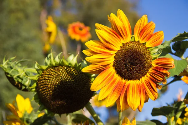 Sonnenblumen in der späten Nachmittagssonne — Stockfoto