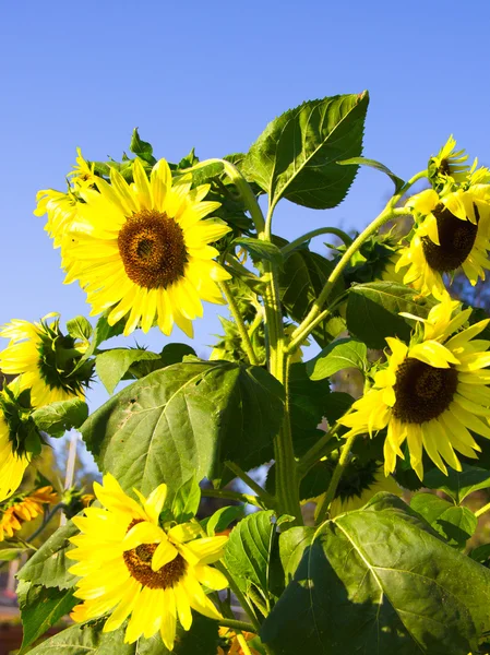 Sonnige Sonnenblumen — Stockfoto