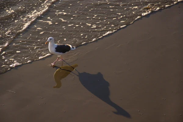 Möwe an der Brandung — Stockfoto