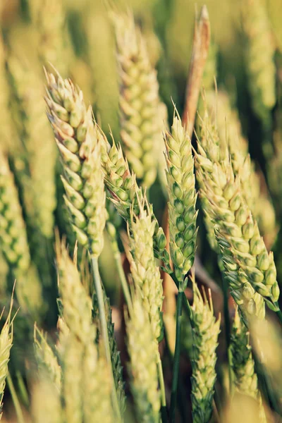 Wheat — Stock Photo, Image